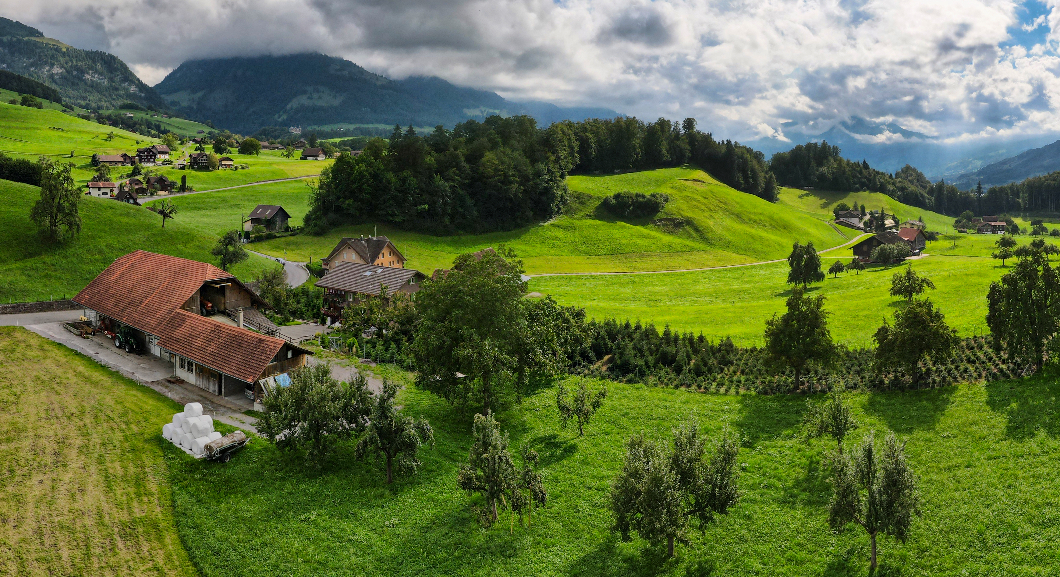 Christbaumkulturen in Kerns